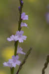 Texas vervain